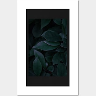 Magnolia II. Posters and Art